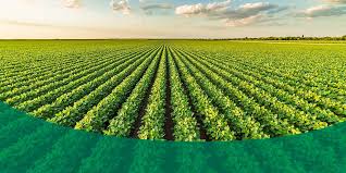 Farming Field